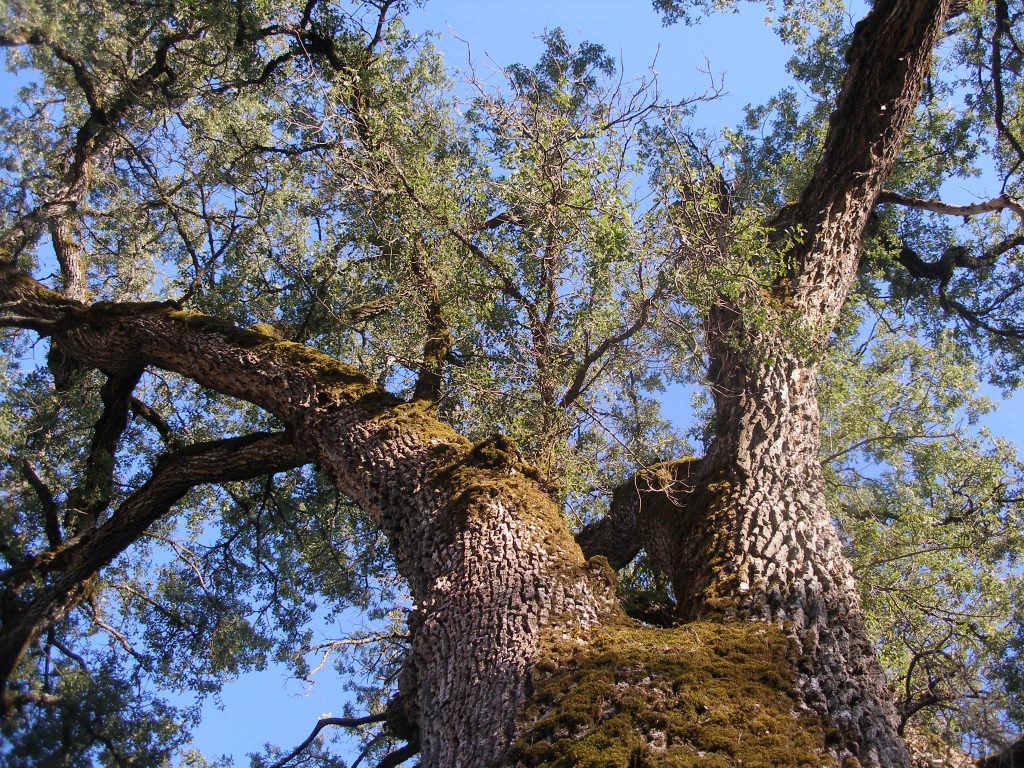 Image of old growth oak