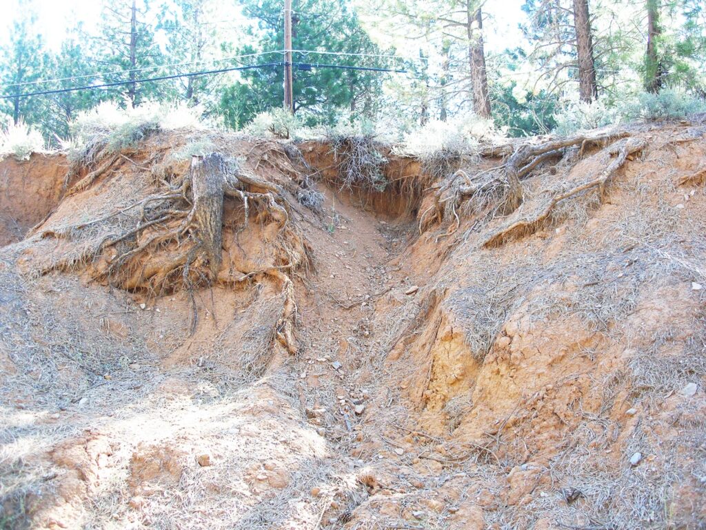 Photo of slope eroding around cut trees.