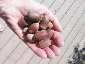 Hand holding acorns